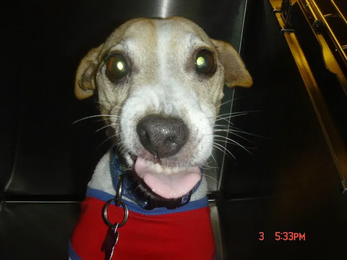 Oregon Veterinary Dental Specialists 5