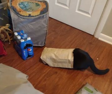 Good Neighbor Vet