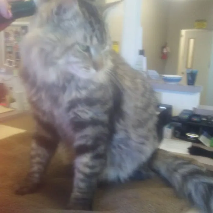 Cowlitz Animal Clinic 12