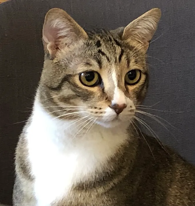 Cowlitz Animal Clinic 12