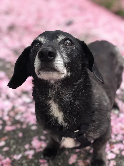 Cowlitz Animal Clinic 12