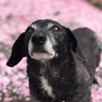 Cowlitz Animal Clinic ico
