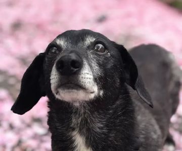Cowlitz Animal Clinic