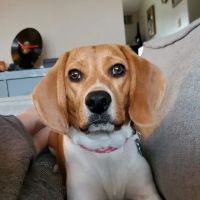 Lower Columbia Veterinary Clinic ico
