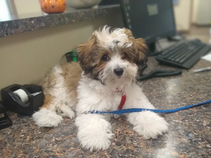 Lower Columbia Veterinary Clinic 12