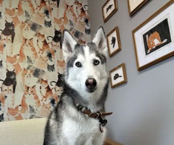 Houndstooth Veterinary Dentistry and Oral Surgery