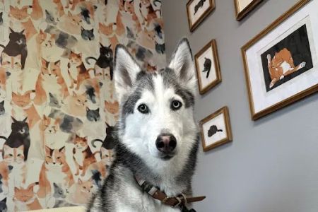 Houndstooth Veterinary Dentistry and Oral Surgery