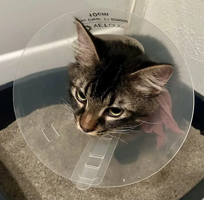 Animal Health Services 12