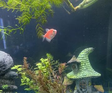 Planet Fish Aquatics