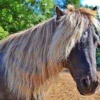 Valley Veterinary Clinic ico
