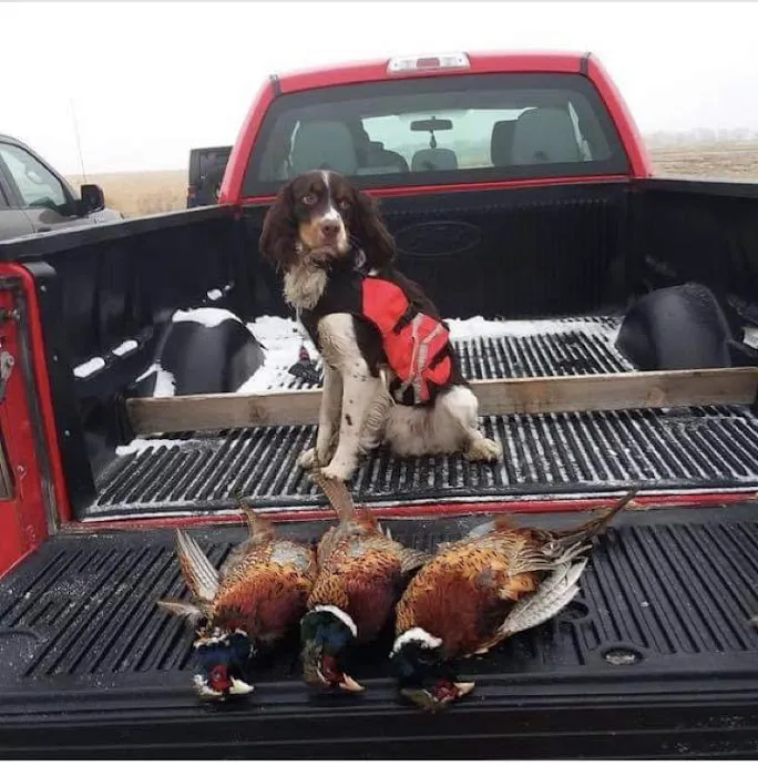 Dakotaland Springers 12