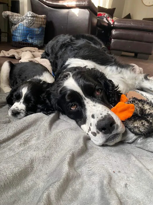Dakotaland Springers 12