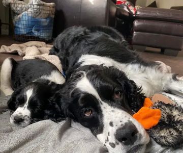 Dakotaland Springers