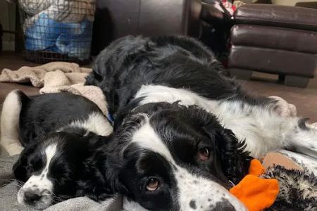 Dakotaland Springers