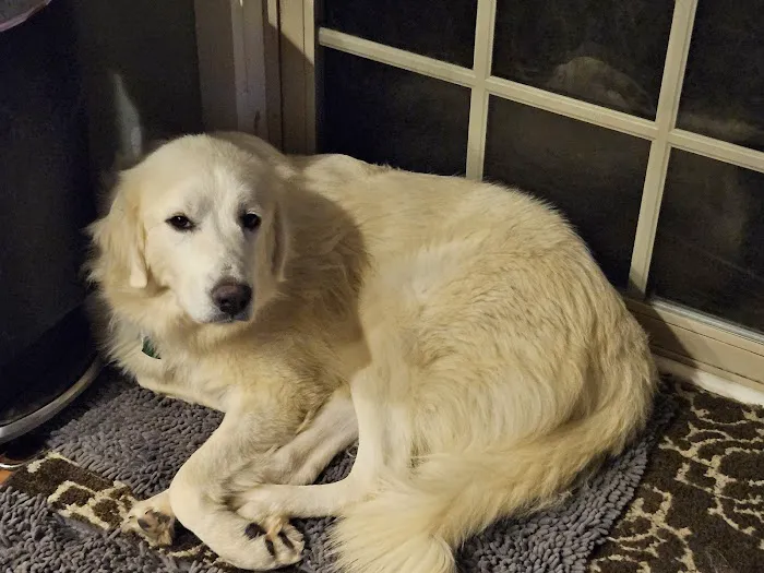 Gresham Animal Hospital 6