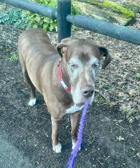 Gresham Animal Hospital 4