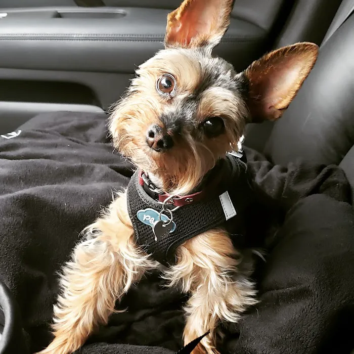 Gresham Animal Hospital 10