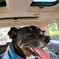 Banfield Pet Hospital ico