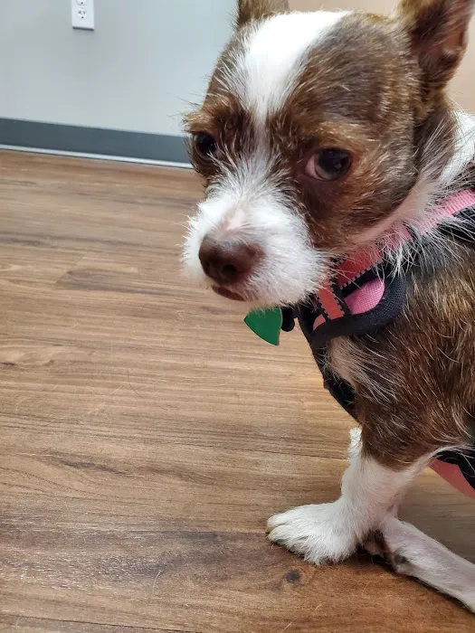 Mt. Hood Pet Medical 2