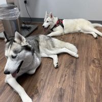 Mt. Hood Pet Medical ico