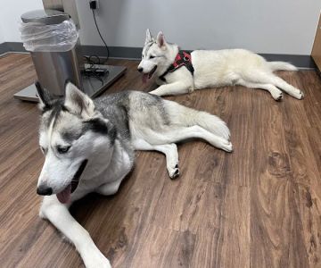 Mt. Hood Pet Medical
