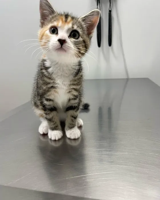 Mt. Hood Pet Medical 4