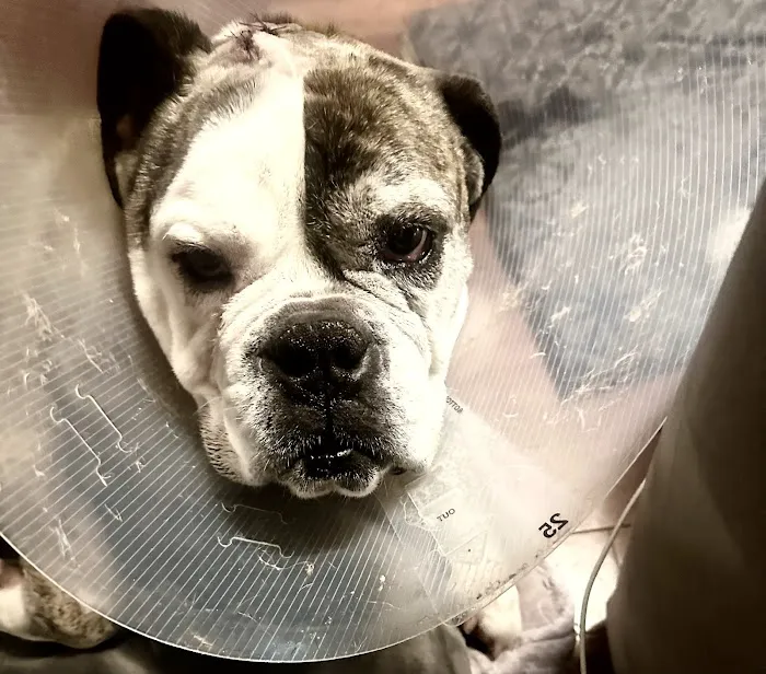 Companion Pet Clinic 4