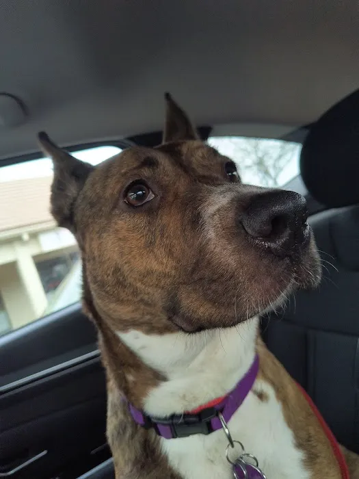 Companion Pet Clinic 1