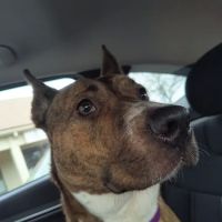 Companion Pet Clinic ico
