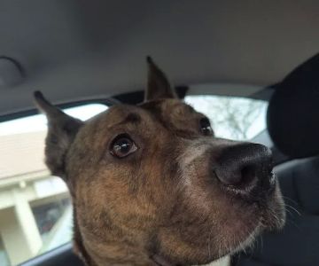 Companion Pet Clinic