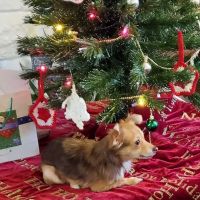 Paws & Claws Pet Medical Center ico