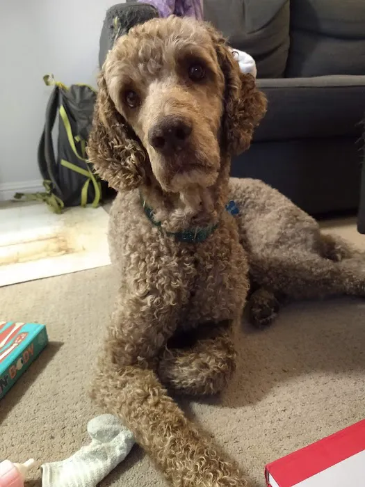Family Pet Clinic 12