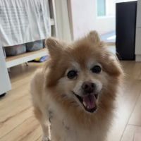 Family Pet Clinic ico