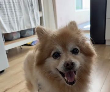 Family Pet Clinic