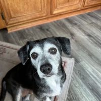Anaheim Hills Pet Clinic ico