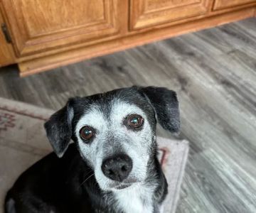 Anaheim Hills Pet Clinic