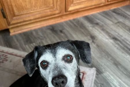 Anaheim Hills Pet Clinic