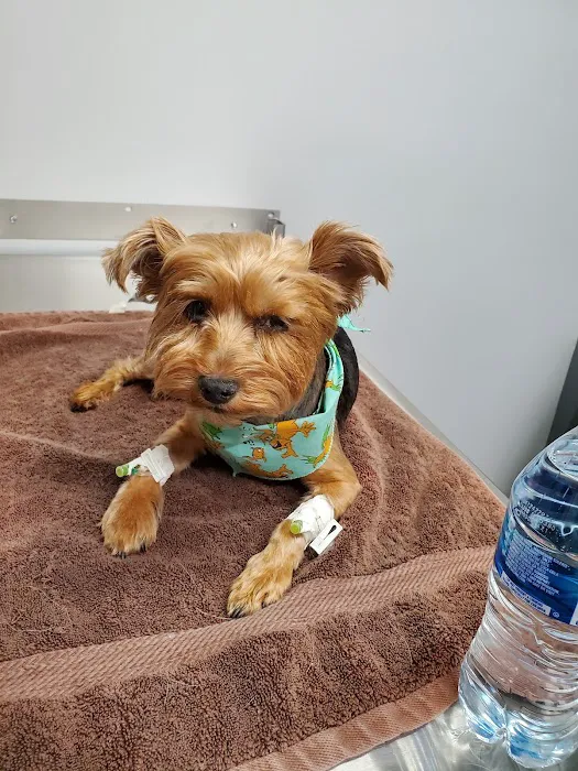 Anaheim Hills Pet Clinic 12
