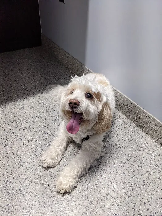 Anaheim Hills Pet Clinic 12