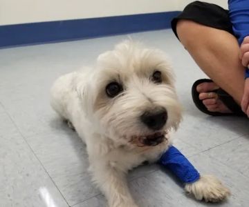 Paws N Claws Veterinary Hospital