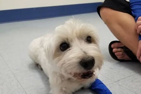 Paws N Claws Veterinary Hospital