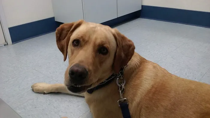 Paws N Claws Veterinary Hospital 5