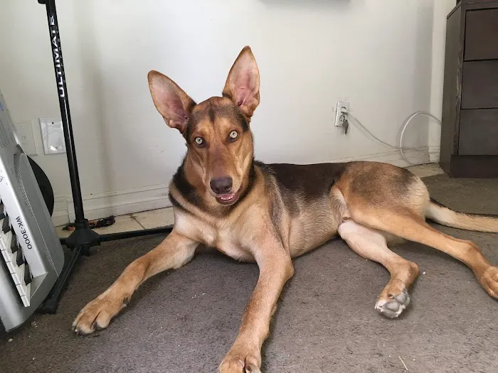 Yorba Linda Pet Care Center 8