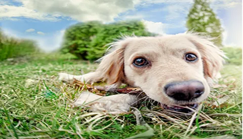 Yorba Linda Pet Care Center 9