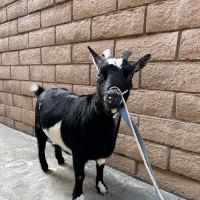 Yorba Linda Pet Care Center ico