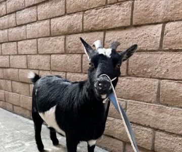 Yorba Linda Pet Care Center