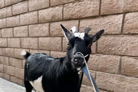 Yorba Linda Pet Care Center