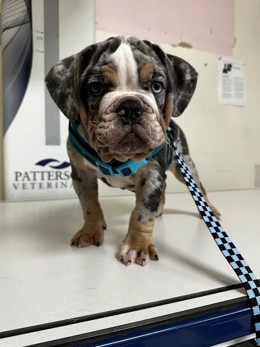 Yorba Linda Pet Care Center 4
