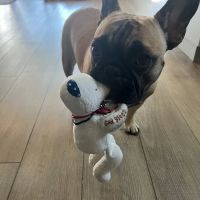 Better Health Animal Hospital ico