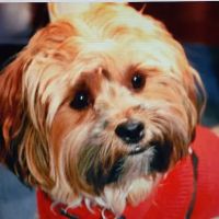 Mariners Mile Pet Clinic ico